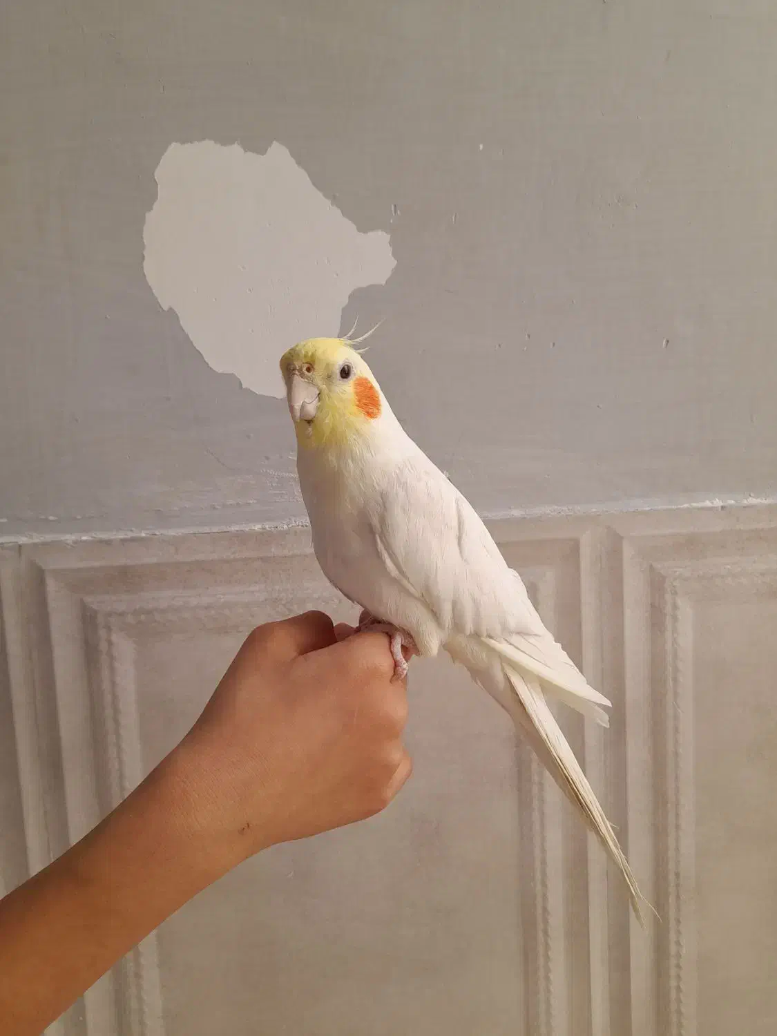 عروس هلندی نر دستی|پرنده|شیراز, کوشک میدان|دیوار