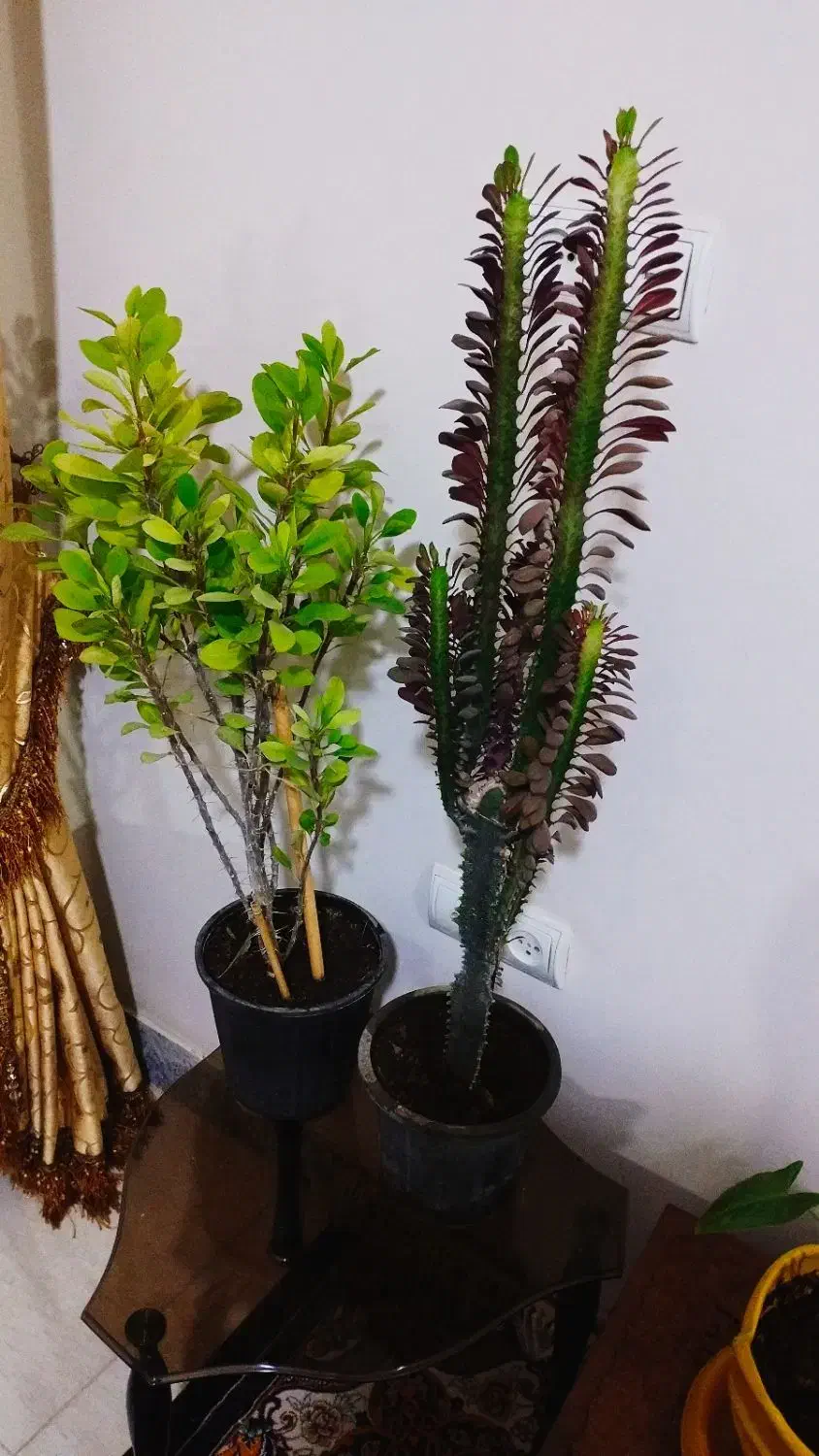 سانسووریای لب طلایی پایه بلند|گل و گیاه طبیعی|سرپل ذهاب, |دیوار