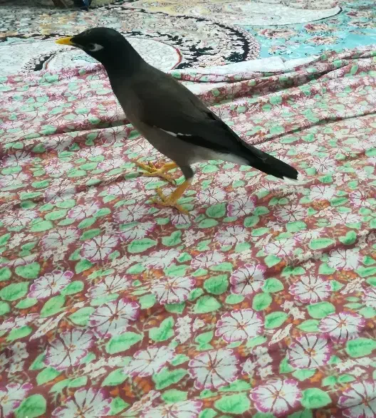 مینا سخنگو دستی افغان خوش صدا|پرنده|مشهد, قائم|دیوار