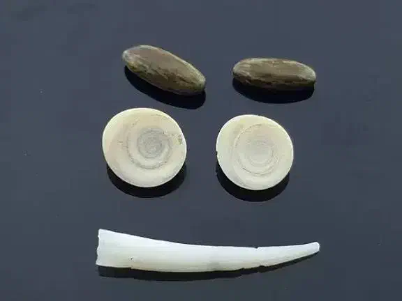 انواع م ه ره|بدلیجات|تربتحیدریه, باغ سلطانی|دیوار