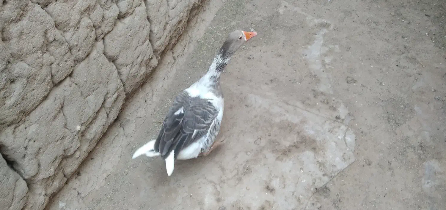 غاز|حیوانات مزرعه|یزد, |دیوار