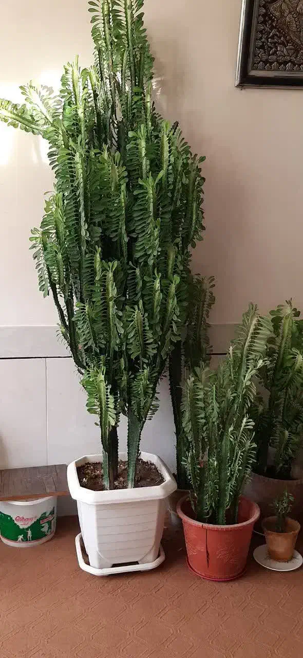 گل و کاکتوس|گل و گیاه طبیعی|پیر بکران, |دیوار