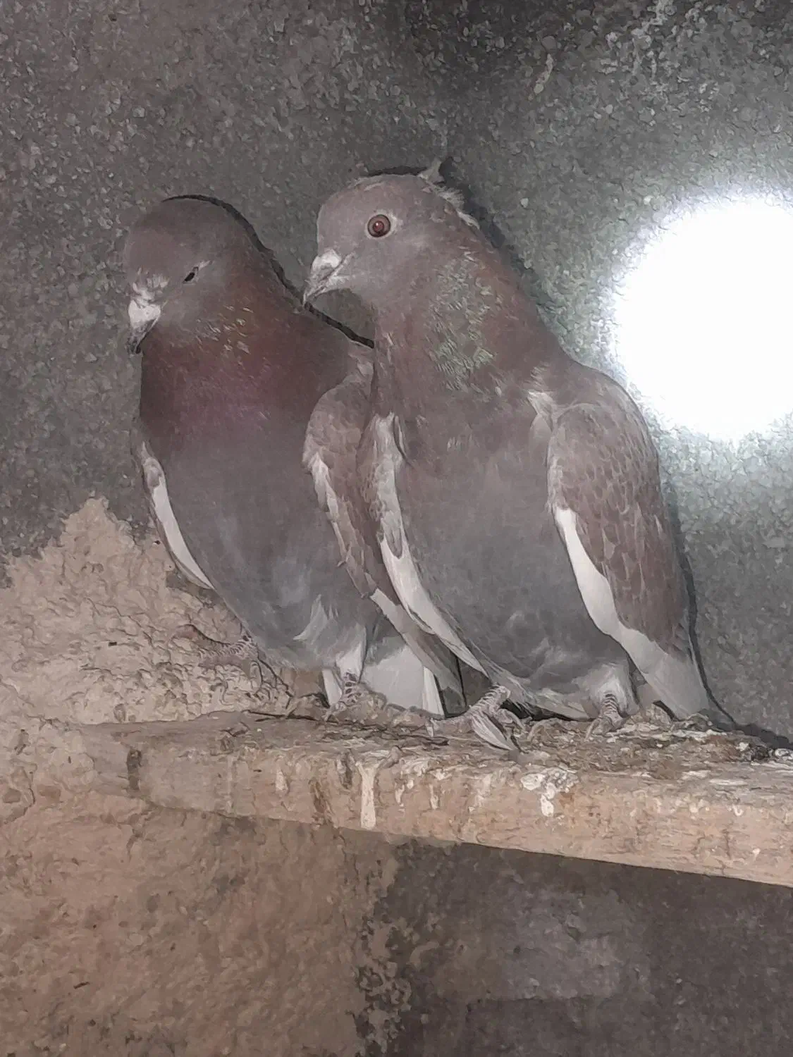 جفتی ۳۵۰|پرنده|خنداب, |دیوار