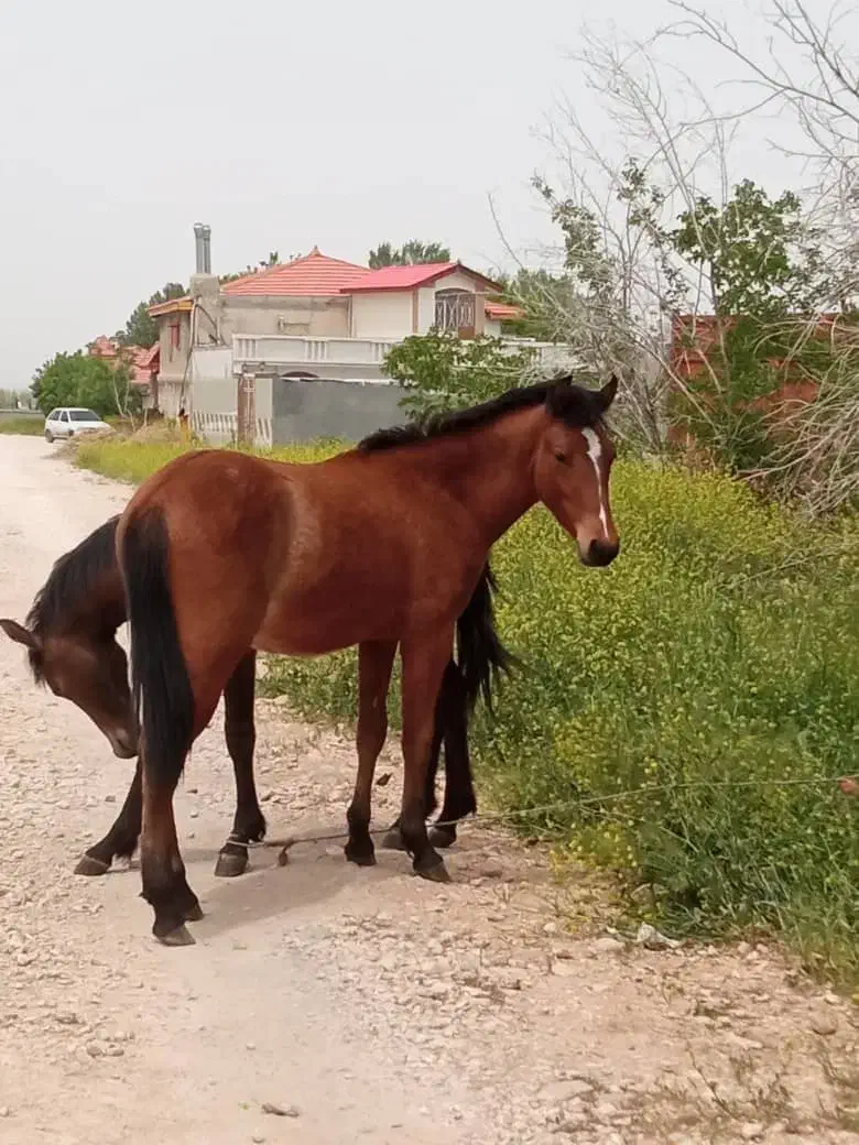 اسب|اسب و تجهیزات اسب‌سواری|شیراز, بید زرد|دیوار