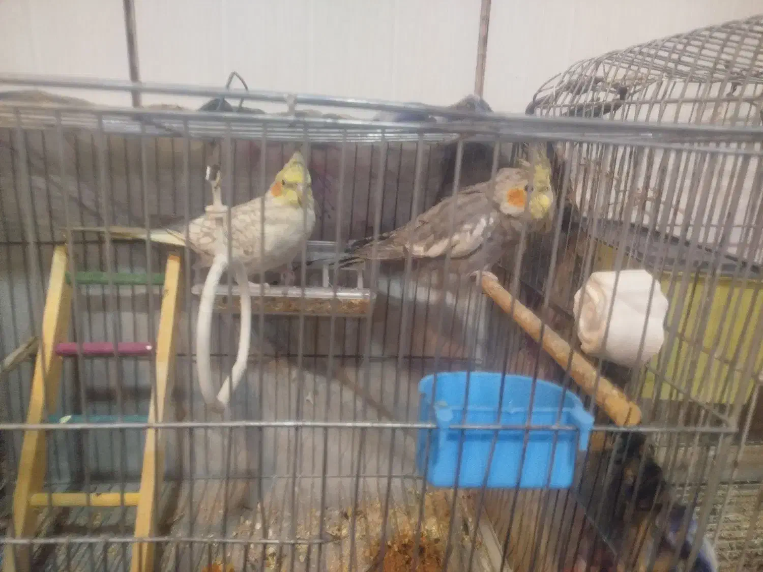 عروس هلندی نر ماده|پرنده|کیار, |دیوار