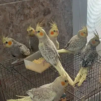 عروس هلندی|پرنده|دزفول, |دیوار