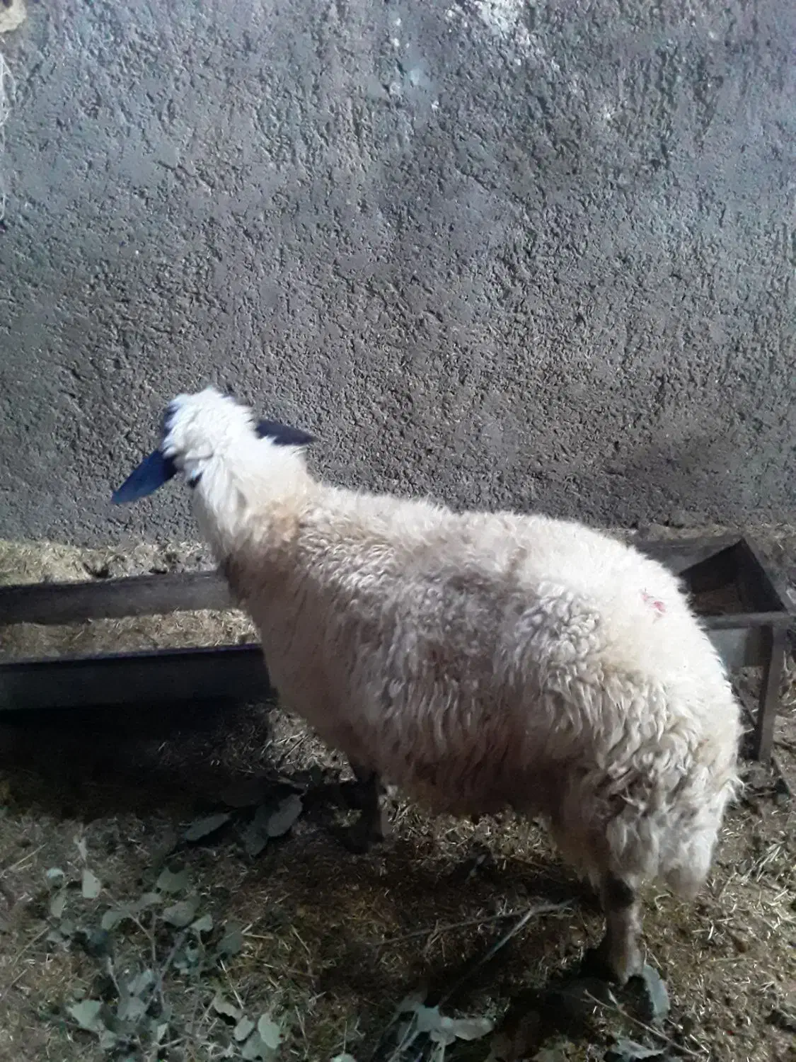 یک عدد گوسفند چاق سالم وسرحال|حیوانات مزرعه|سیوان, |دیوار