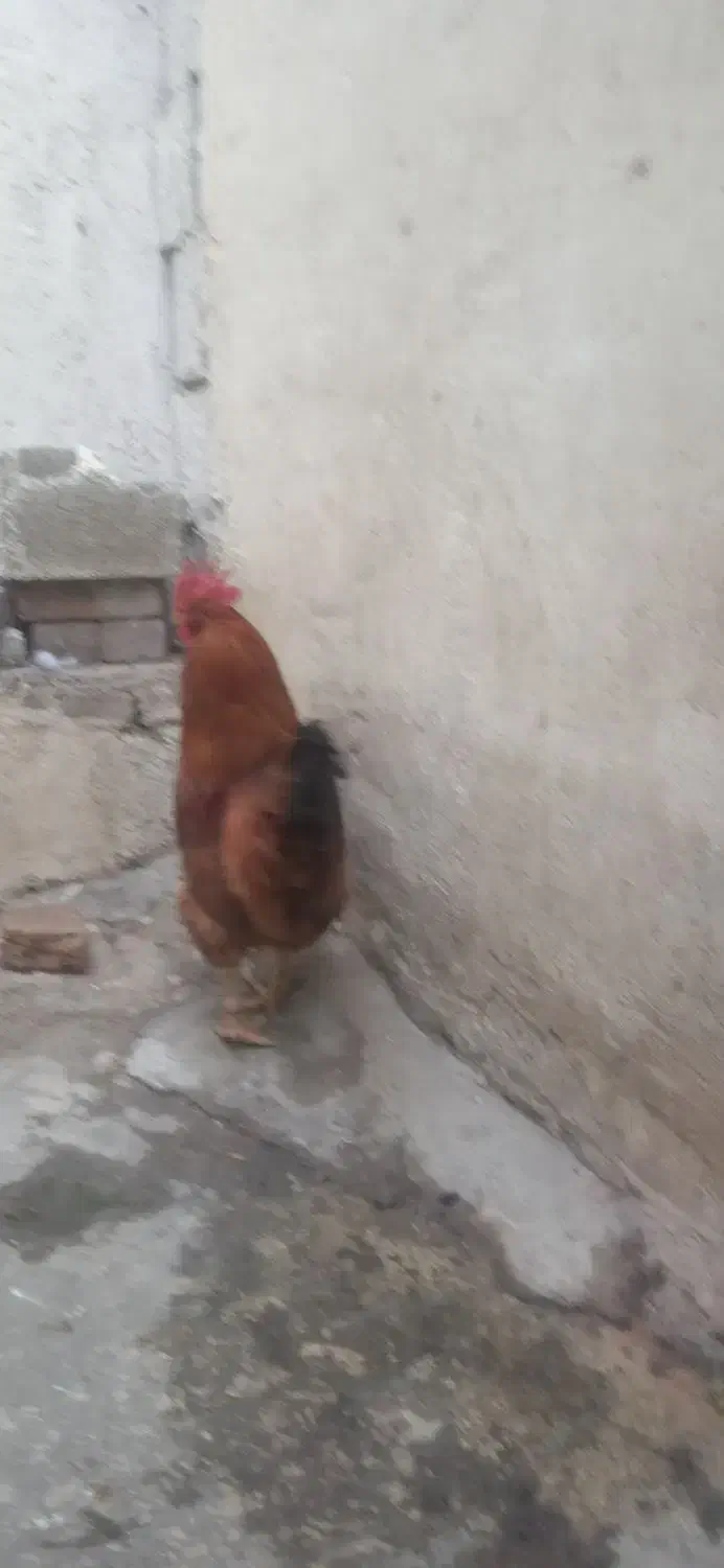 خورس|حیوانات مزرعه|تبریز, |دیوار