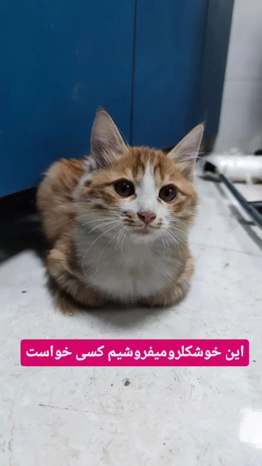 دو عدد گربه dlh فوق‌رام و‌دوست داشتنی|گربه|شیراز, پودنک|دیوار