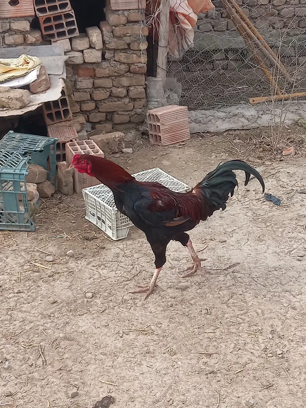 خروس لاری|حیوانات مزرعه|سیمین شهر, |دیوار