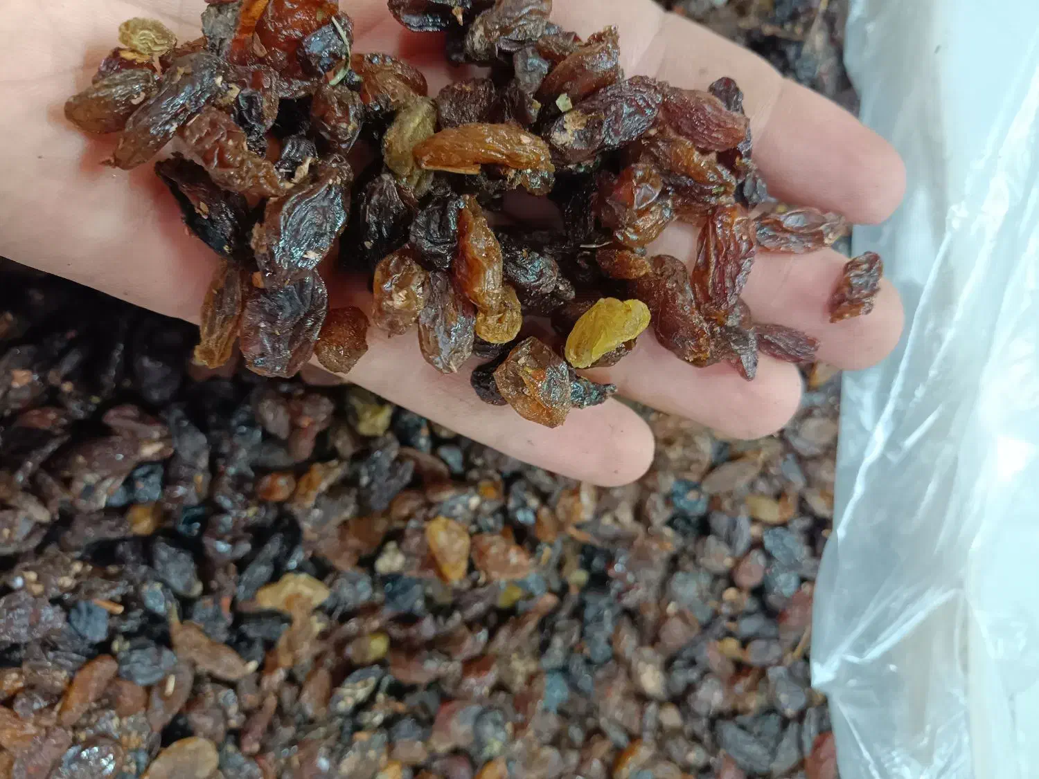 کشمش شیرین گله پاک شده و قیمت خوب|خوردنی و آشامیدنی|اصفهان, زهران|دیوار