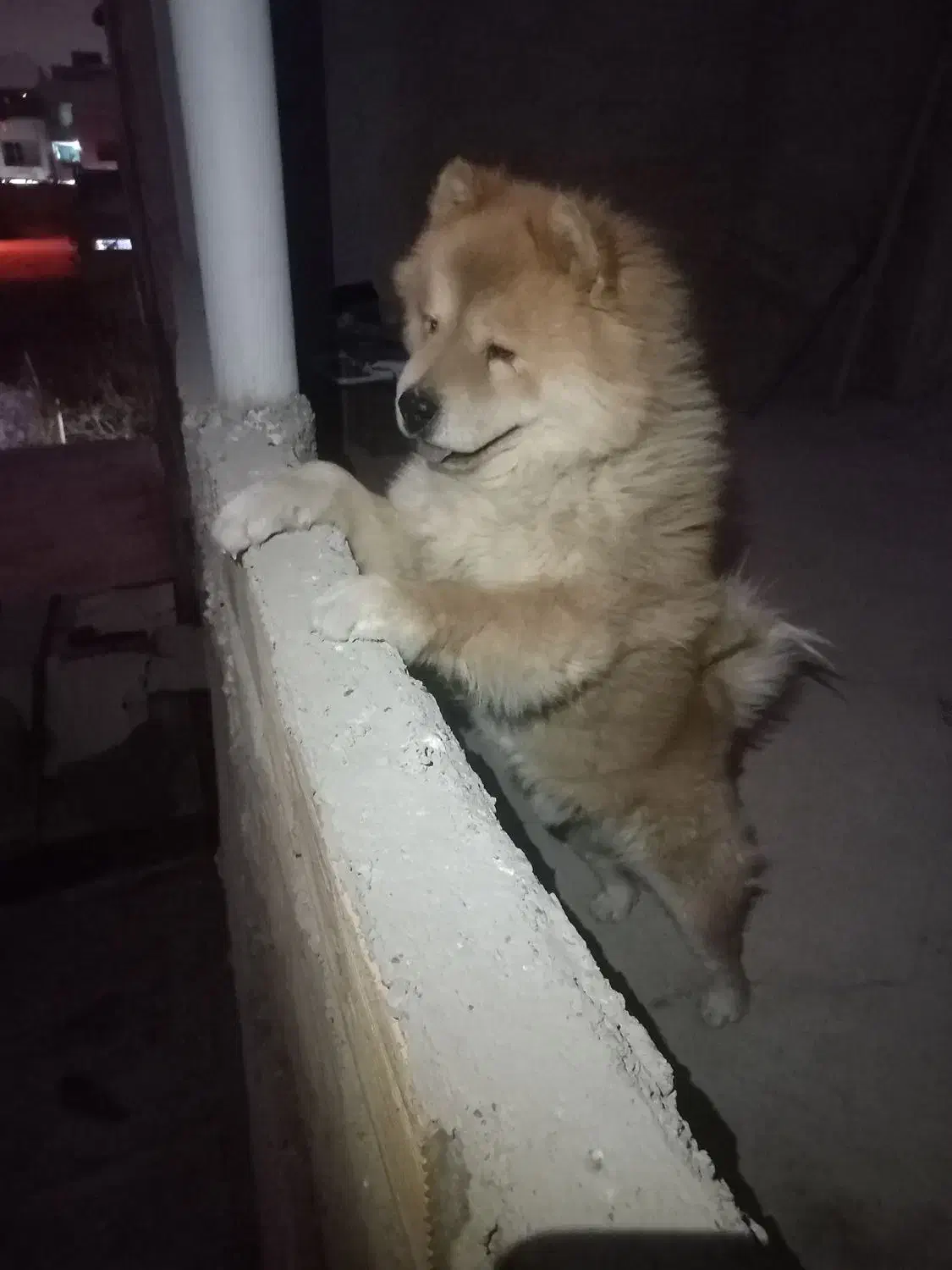 سگ چاوچاو نرو لاس پاپی|سگ|ابریشم, |دیوار