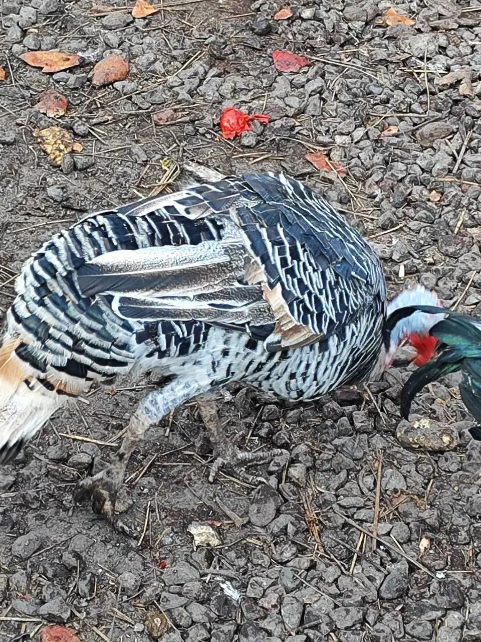 دو تا بوقلمون ماده|حیوانات مزرعه|بم, |دیوار