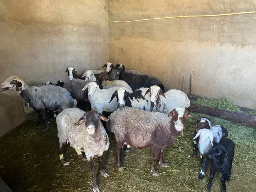 فروش گوسفند ماده|حیوانات مزرعه|زارچ, |دیوار