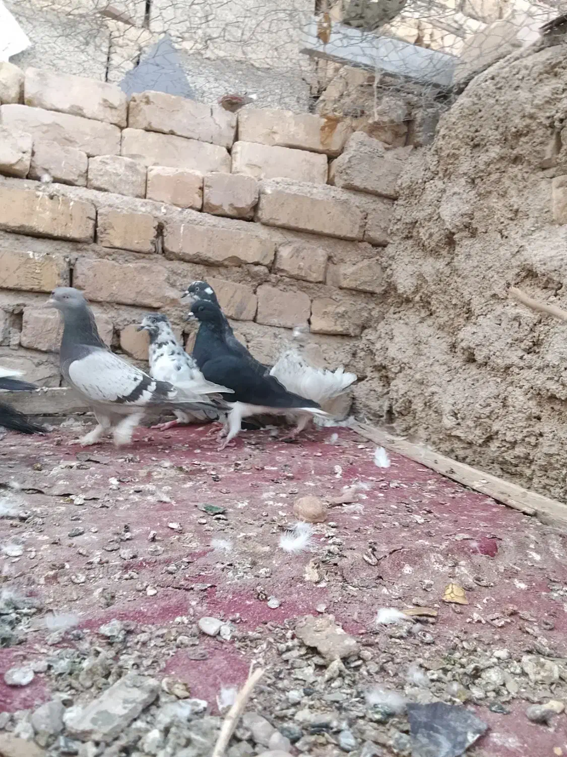 کبوتر|پرنده|شیراز, کرونی(خاتونک)|دیوار