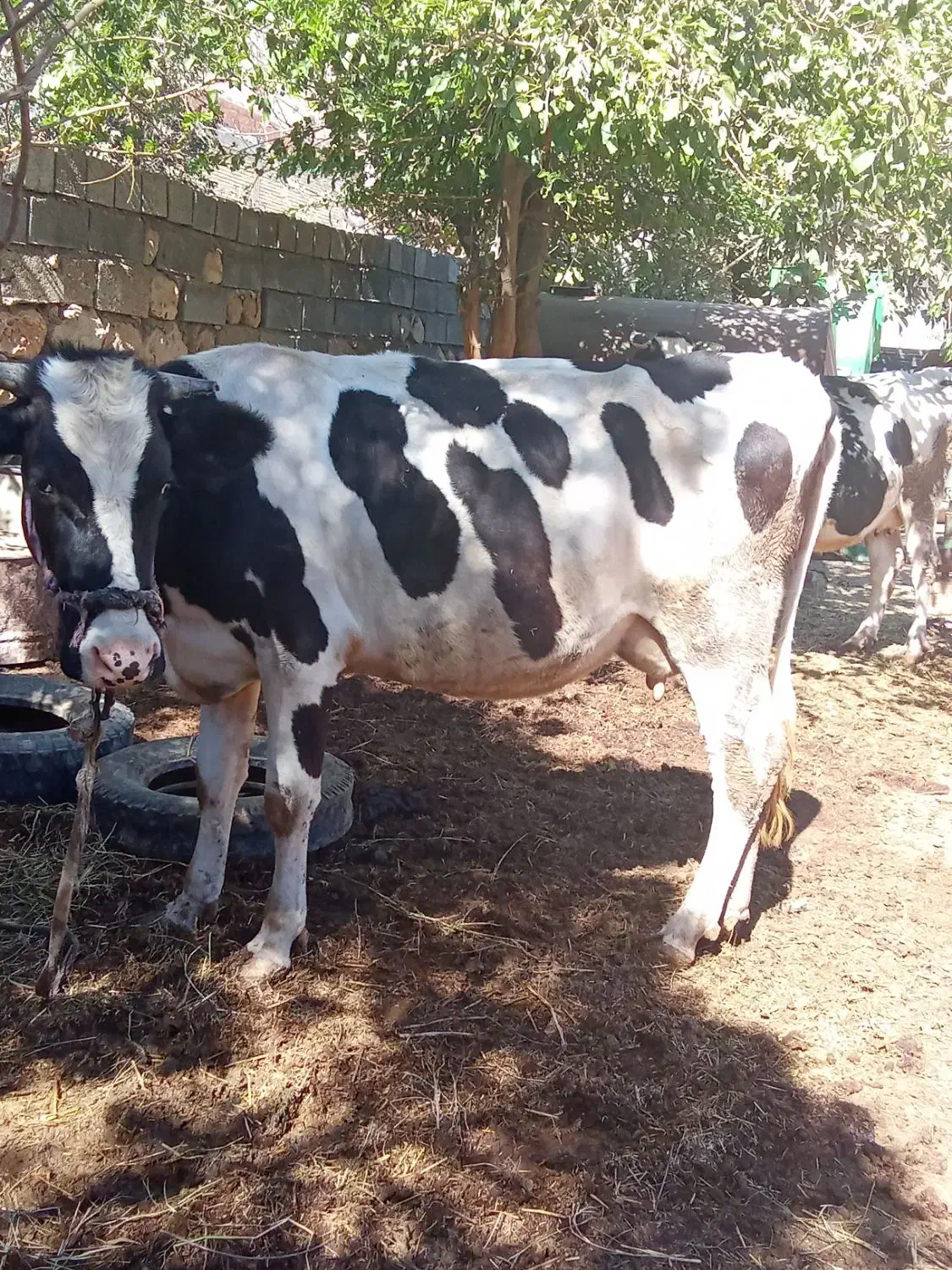 فروش گاو شیری|حیوانات مزرعه|شباب, |دیوار