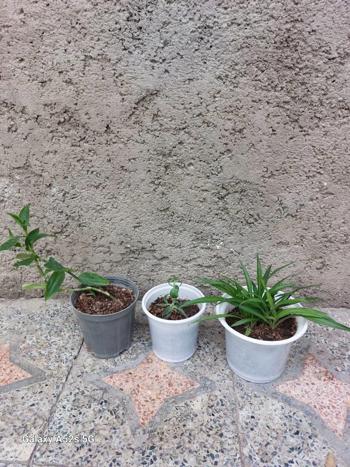 گل طبیعی خانگی|گل و گیاه طبیعی|الوند, |دیوار