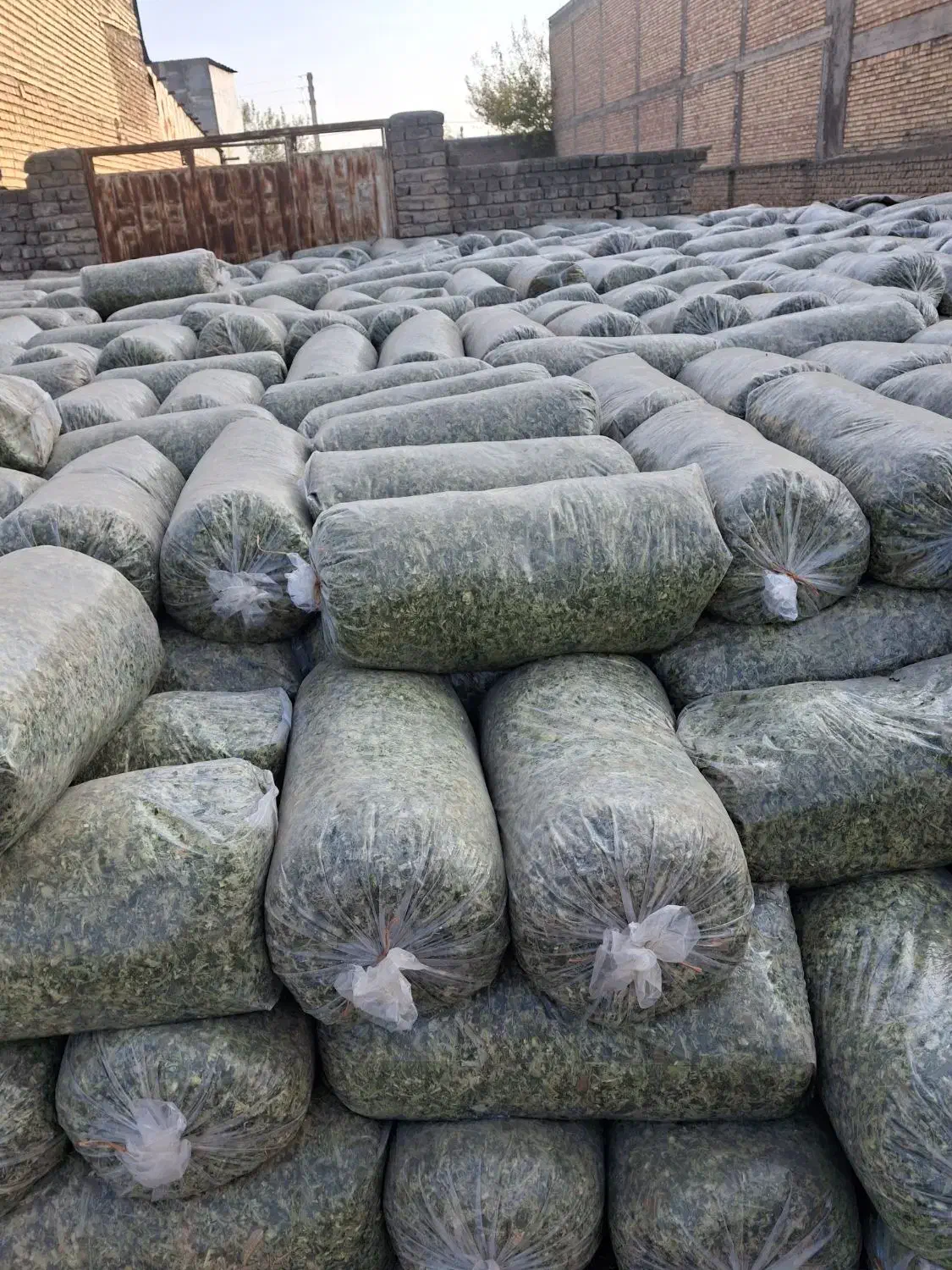 کاه کرمانشاه ذرت علوفه ای کاه گنبد|عمده‌فروشی|گنبد کاووس, |دیوار