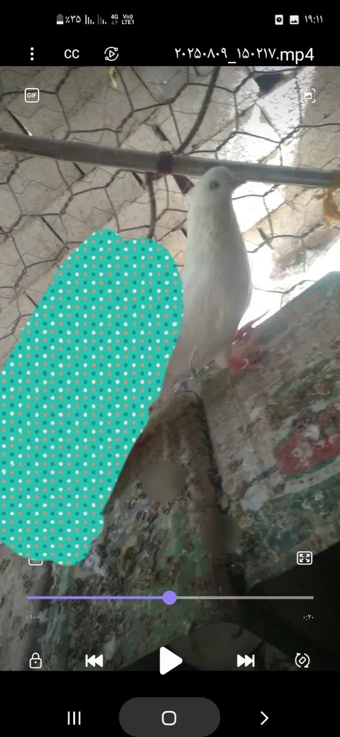 کبوتر|پرنده|بم, |دیوار