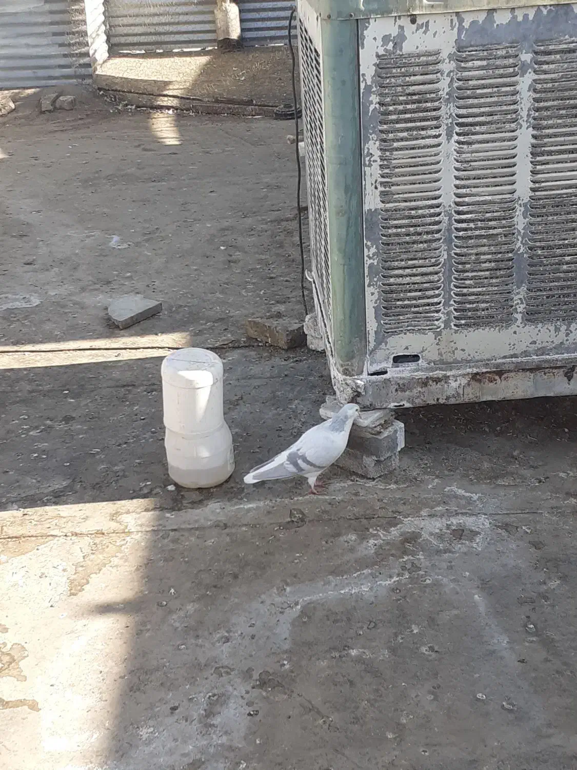 کبوتر ساده|پرنده|تربت جام, جامرود|دیوار