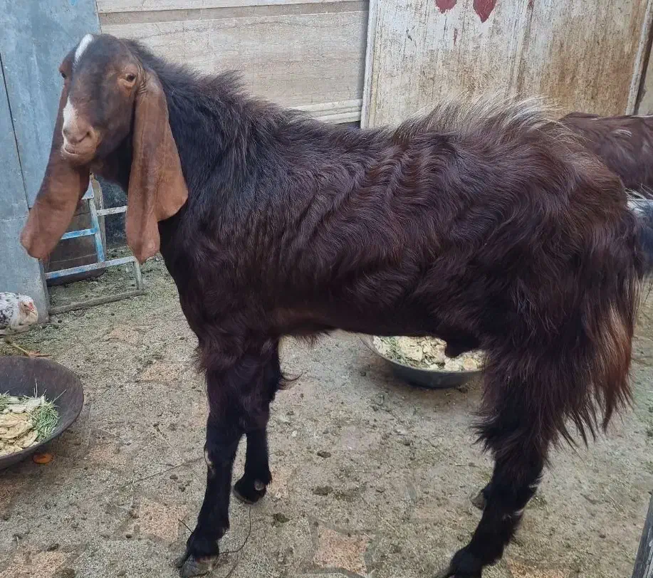 پازن|حیوانات مزرعه|بندر دیر, |دیوار