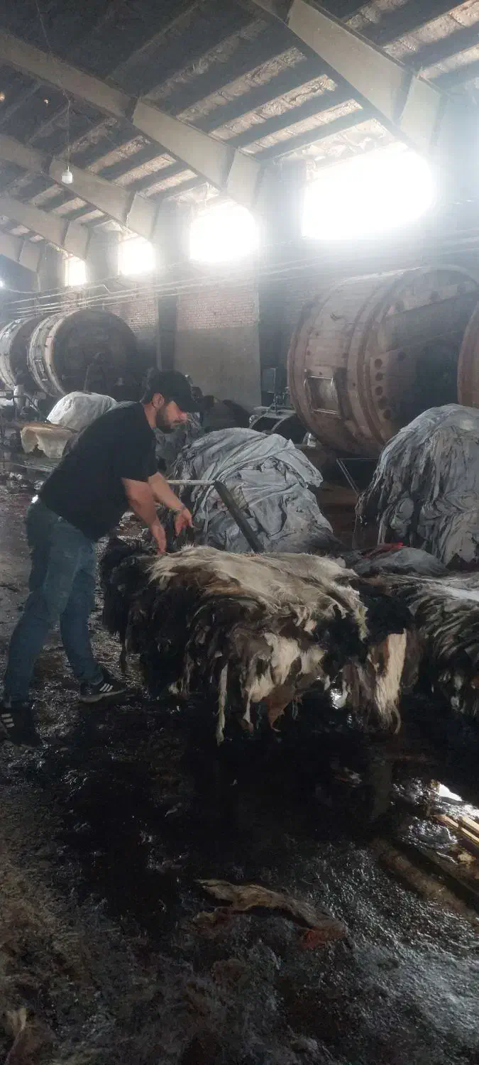 پوست گاو دباغی شده،فرشینه ،گاوی ، گاو ، گوساله|فرش|تهران, جوادیه تهرانپارس|دیوار