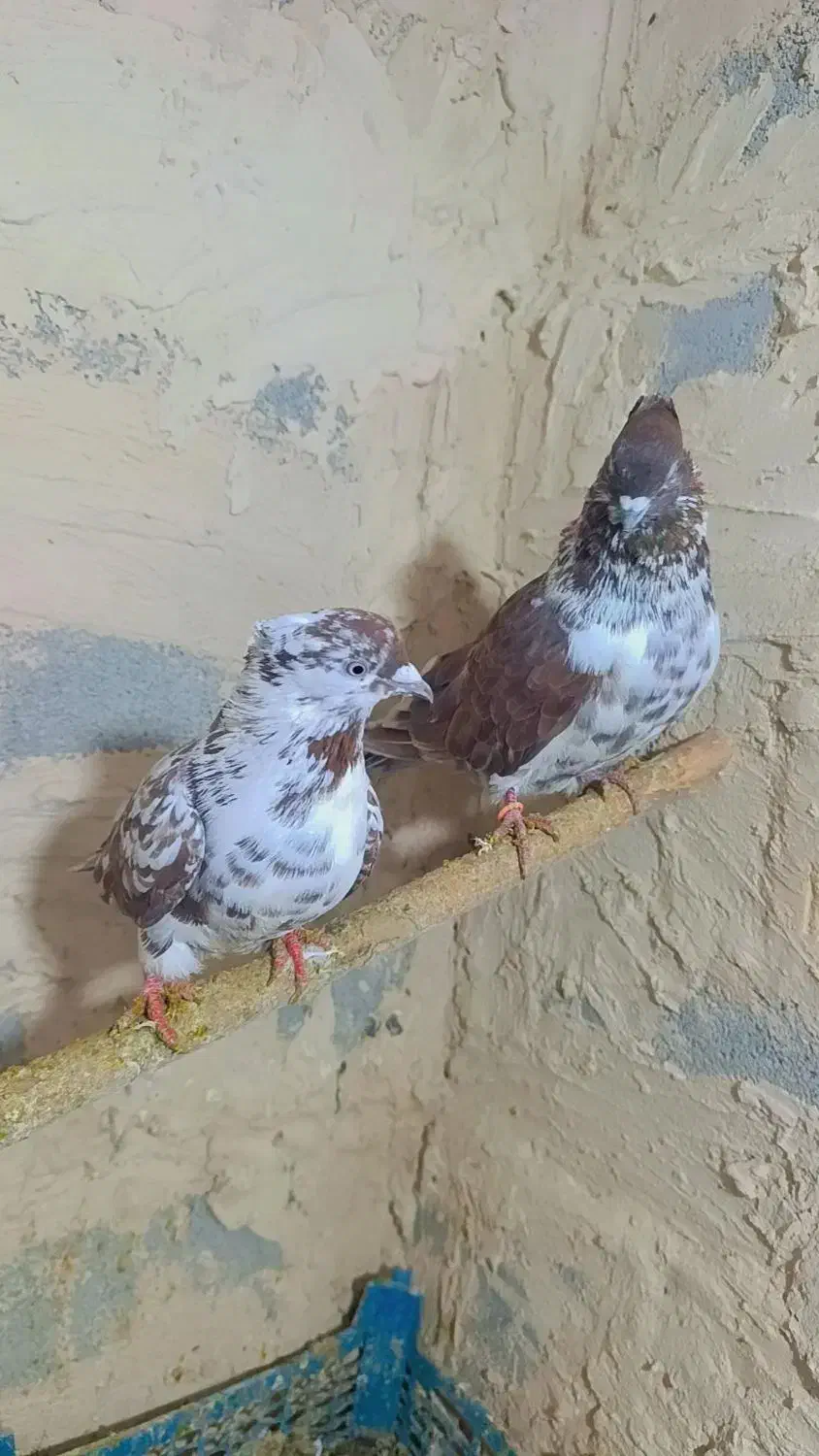 کبوتر گرفتنی گورگی تهران|پرنده|ارومیه, |دیوار