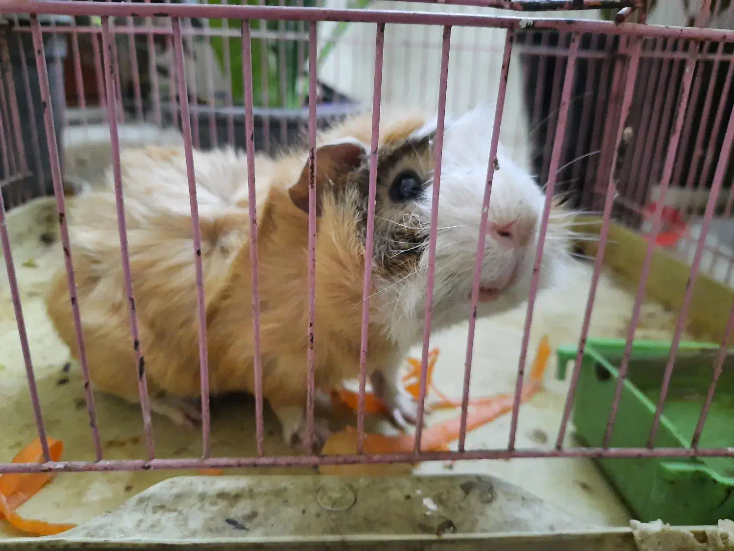 فروش خوکچه هندی|موش و خرگوش|شیراز, آزادگان|دیوار