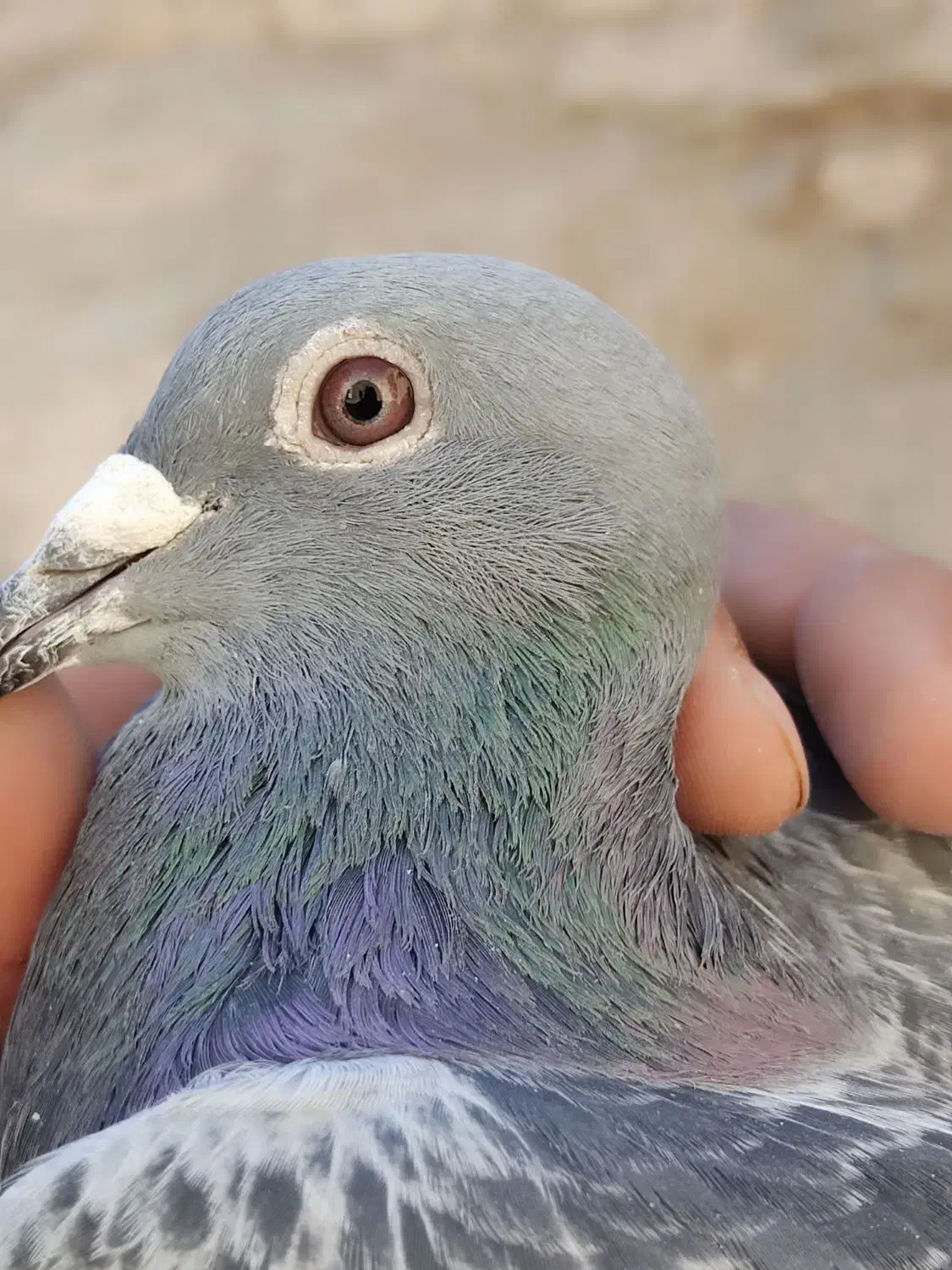 کبوتر پلاکی، کله دم‌سیاه|پرنده|شراء, |دیوار