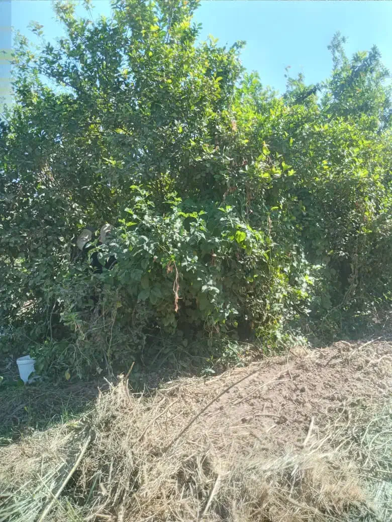 خریدوفروش انواع لیمو ها و پرتقال وپر ۱۴۵هزارتومان|خدمات باغبانی و درختکاری|دزفول, |دیوار