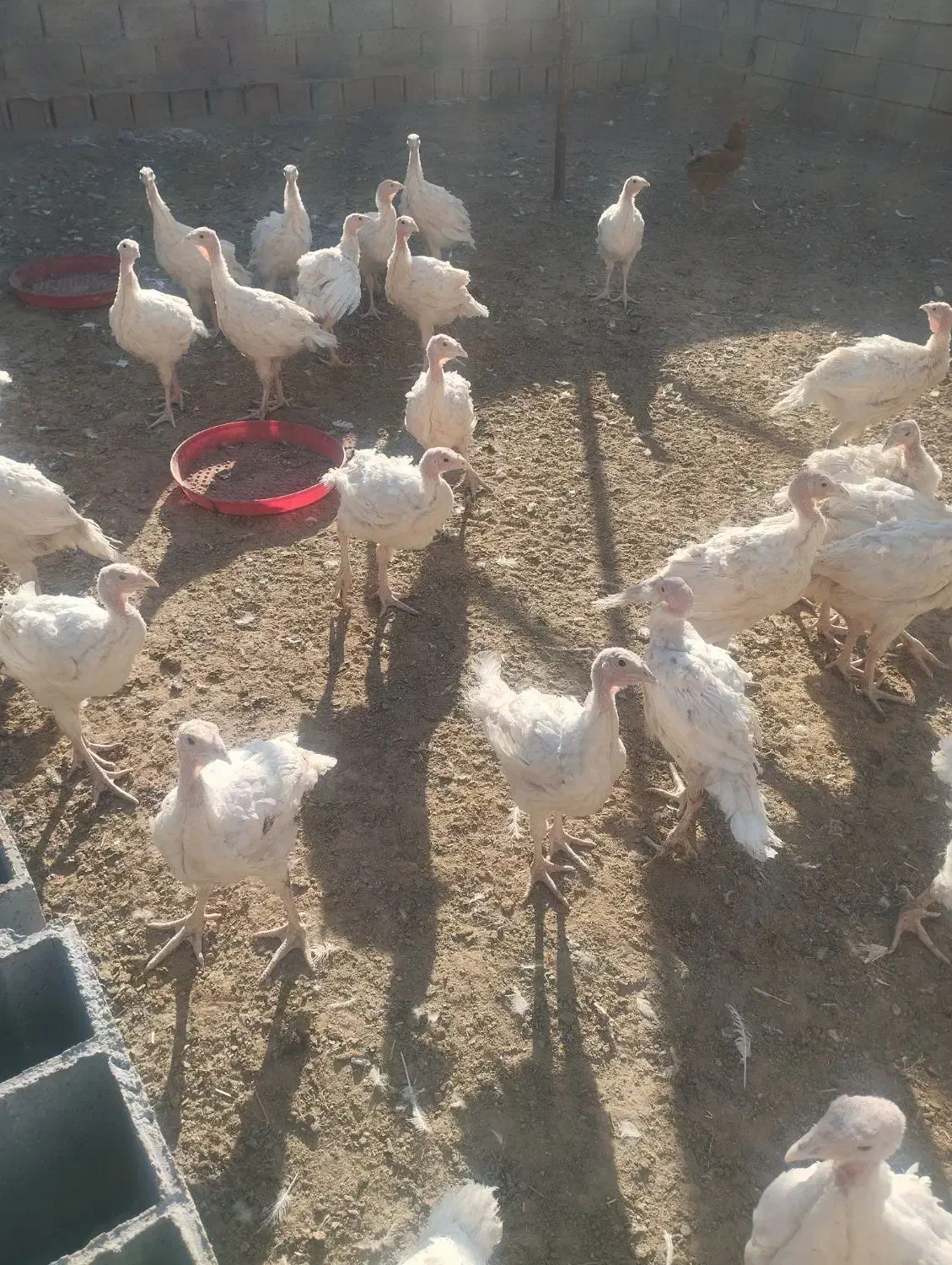 بوقلمون|حیوانات مزرعه|داراب, |دیوار