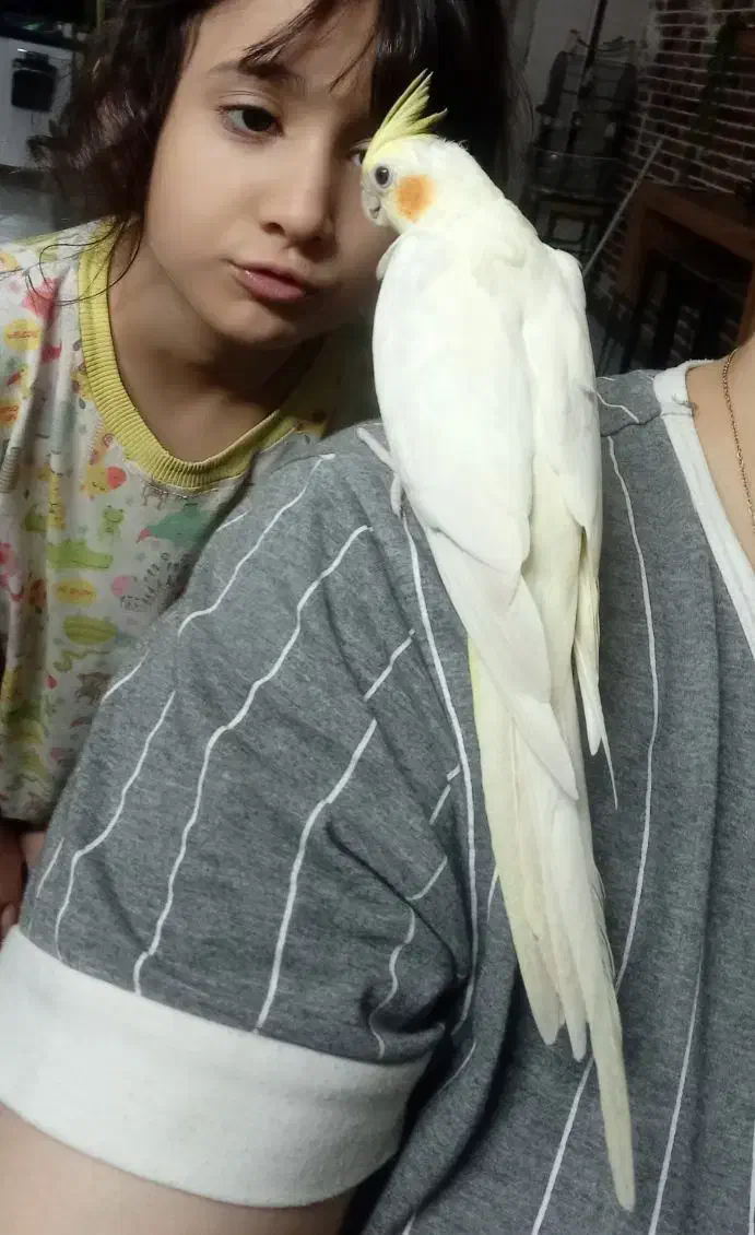 عروس هلندی نر و ماده|پرنده|فردیس, شهرک شهید حسینی|دیوار