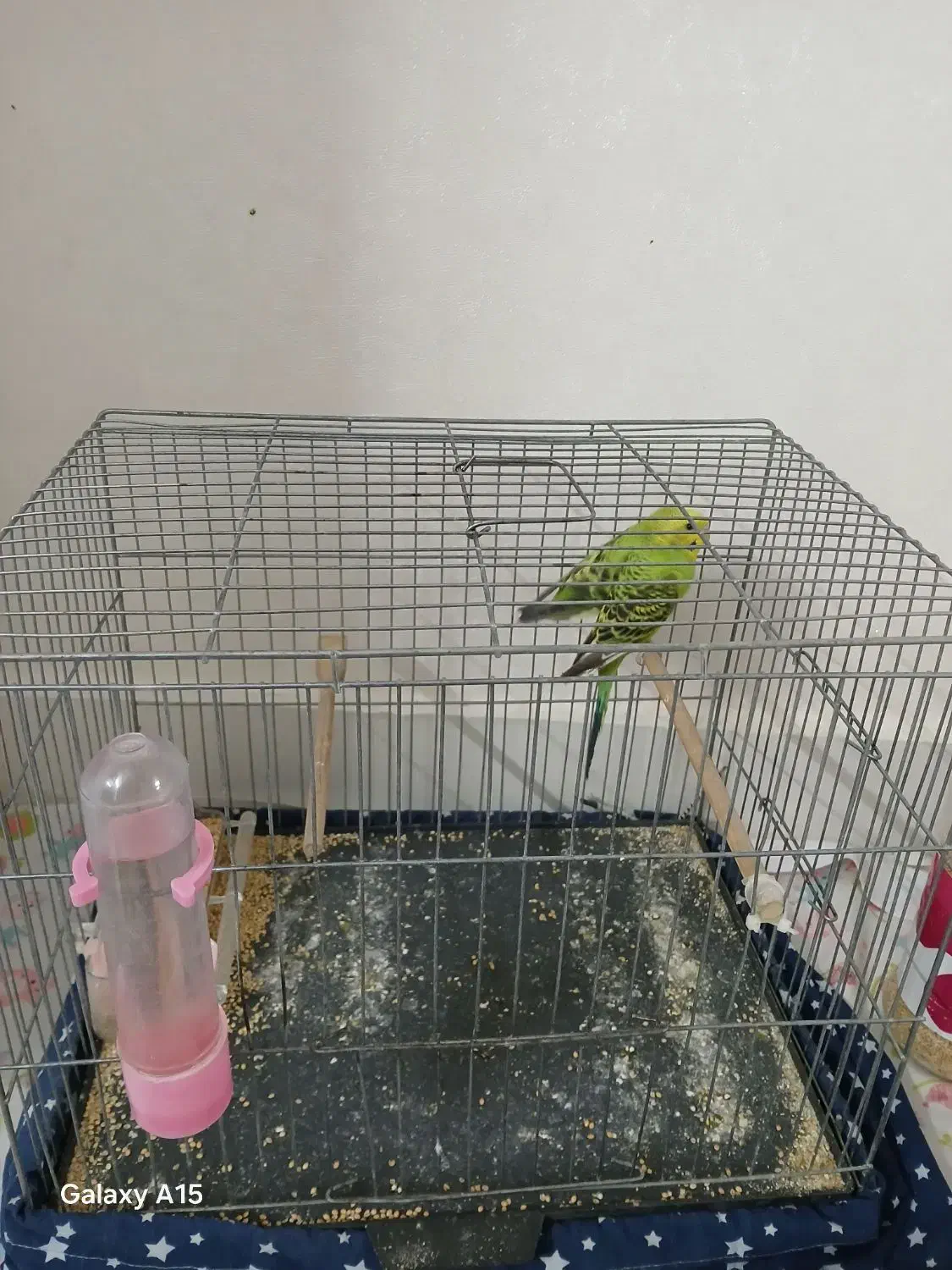 مرغ عشق|پرنده|ری, علایین|دیوار