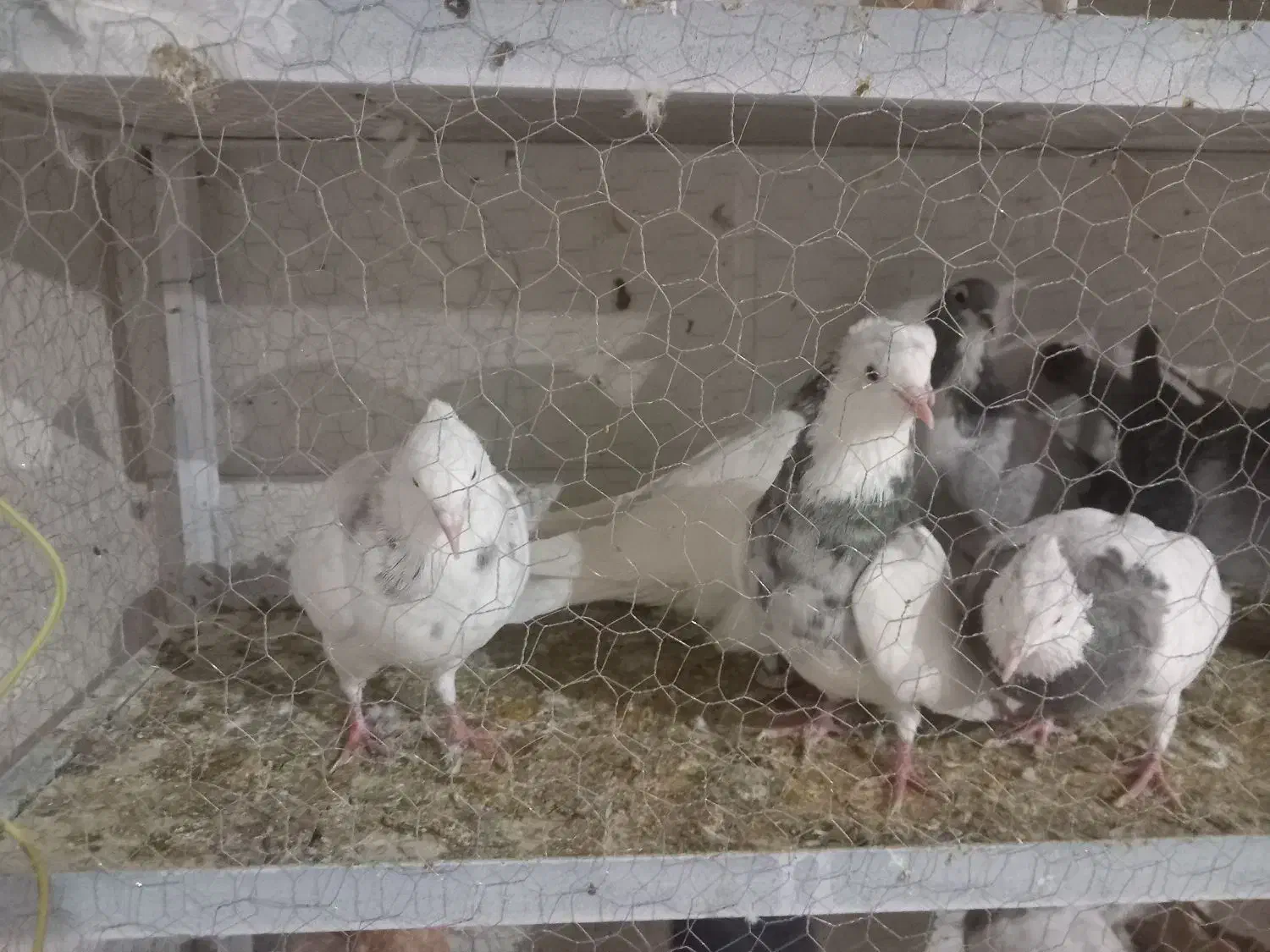 طوقی هفترنگ|پرنده|قائن, |دیوار