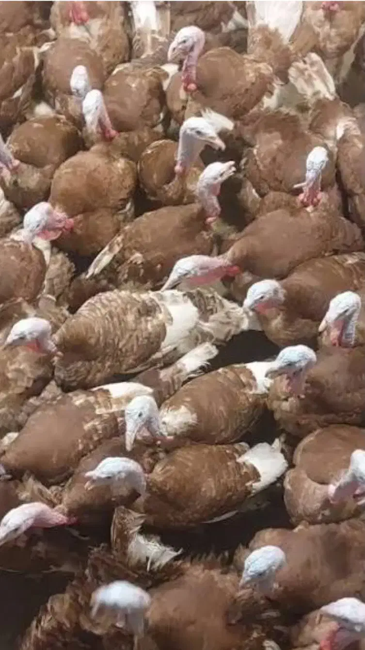 بوقلمون زنده|حیوانات مزرعه|اردبیل, |دیوار