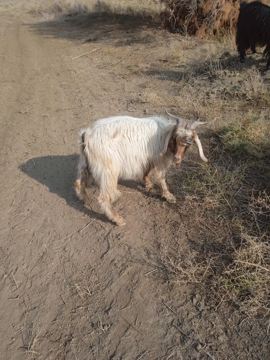 نر پرگوشت|حیوانات مزرعه|میاندوآب, |دیوار