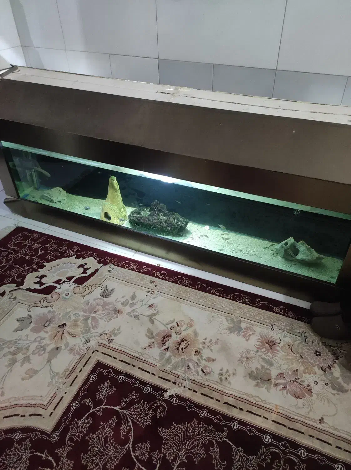 آکواریوم دو متری|ماهی|بندرعباس, |دیوار