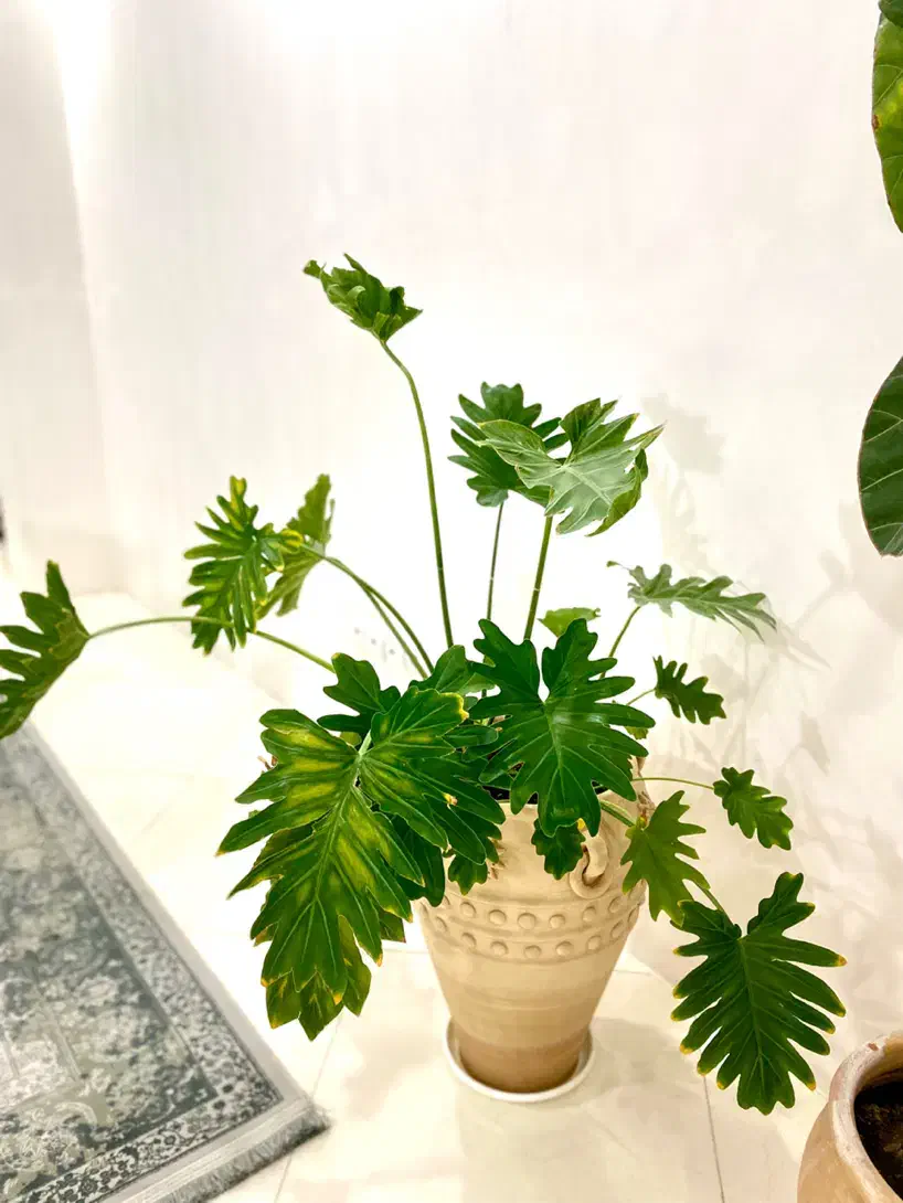 گل طبیعی|گل و گیاه طبیعی|شهریار, شهرک شاهد|دیوار