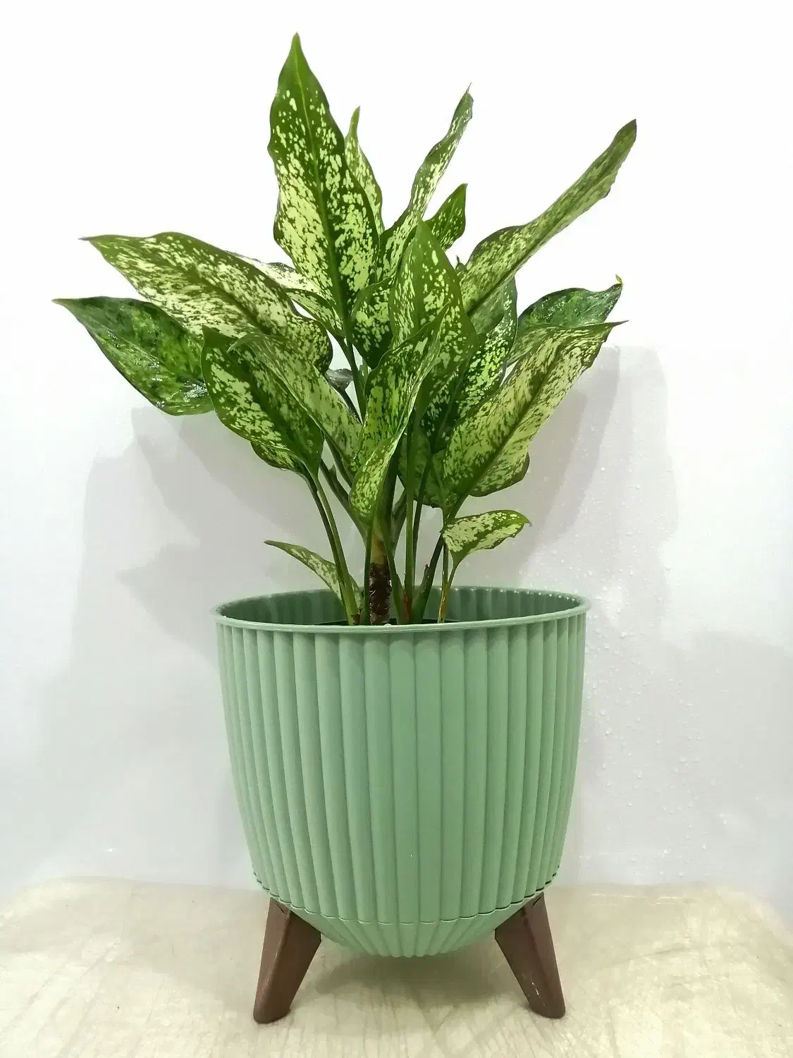 گل و گیاه|گل و گیاه طبیعی|صدرا-فارس, فاز ۱|دیوار