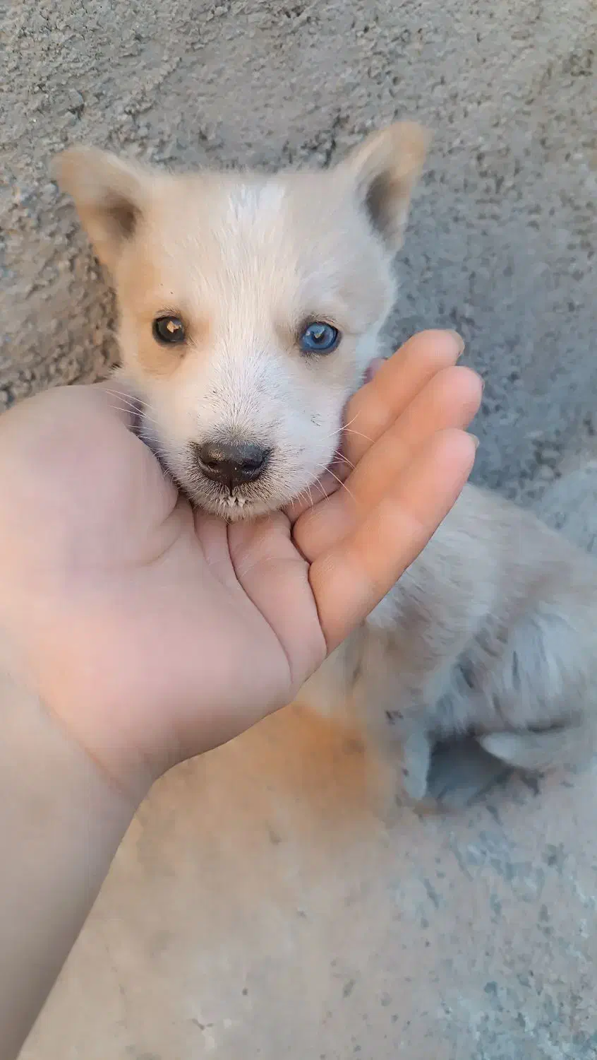 توله سگ هاسکی|سگ|سبزوار, توحیدشهر|دیوار