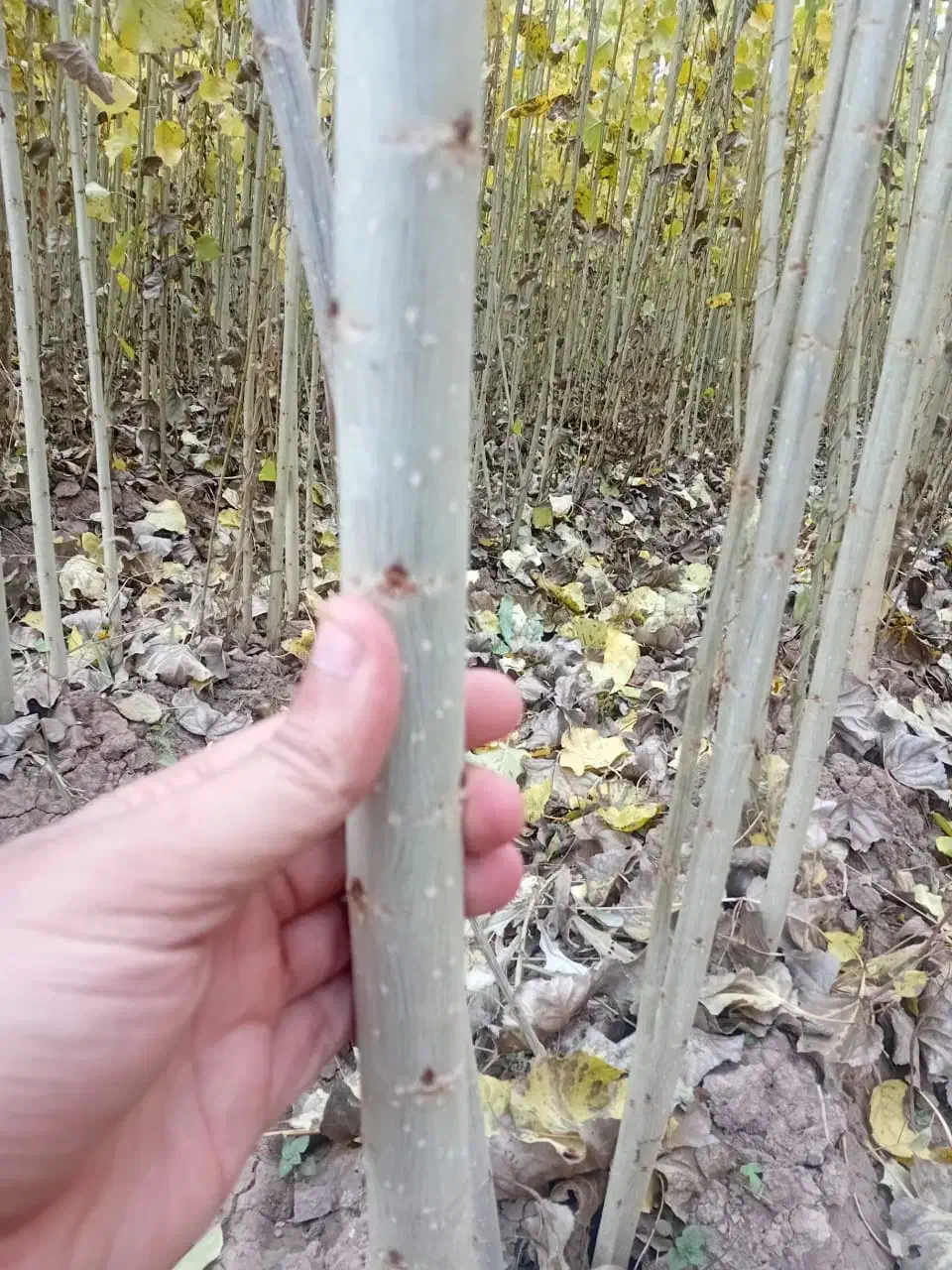 برند نهـالـهای تجاریو اقتصـادی|خدمات باغبانی و درختکاری|اقلید, |دیوار