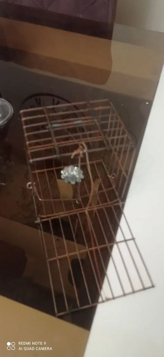 تله سهره|پرنده|فولادشهر, B1|دیوار