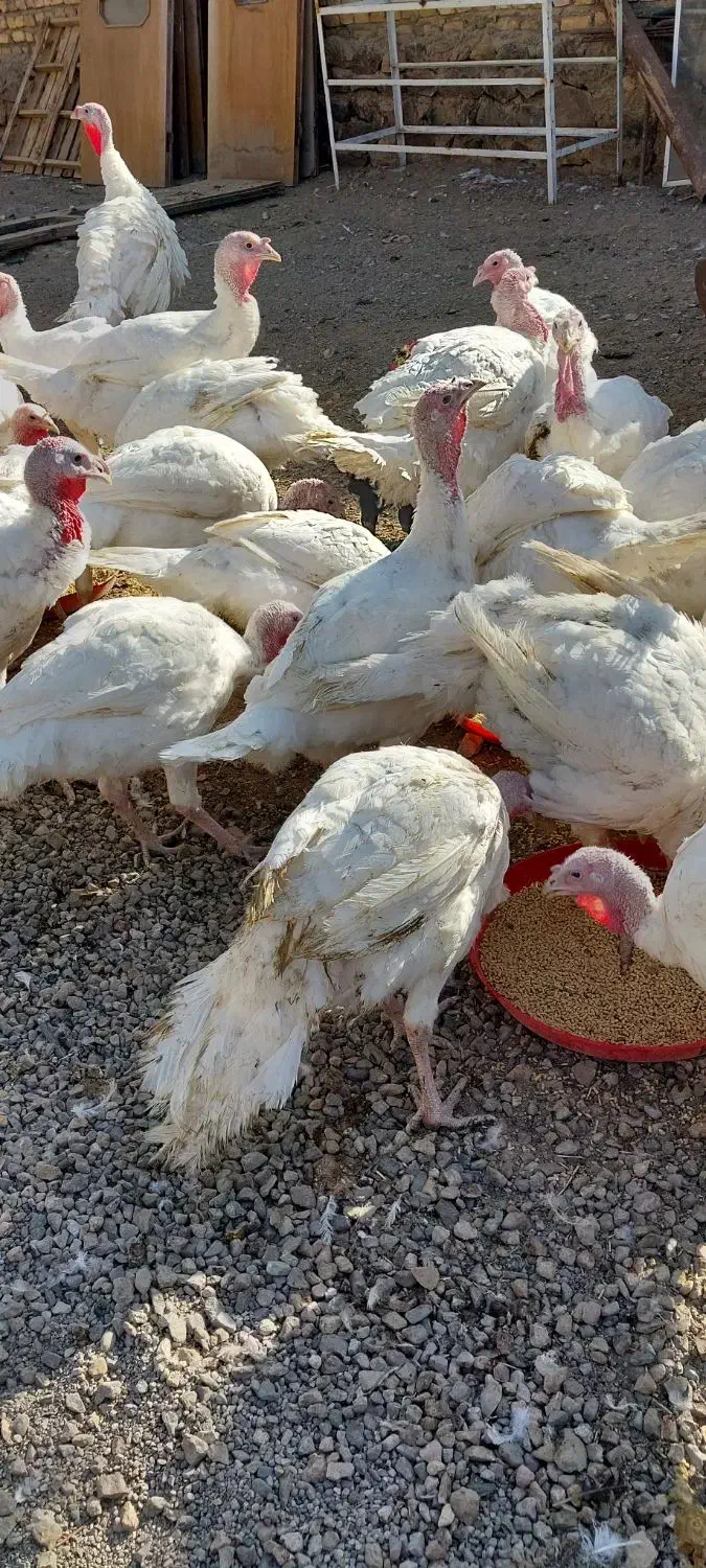 بوقلمون گوشتی|حیوانات مزرعه|سلطانیه, |دیوار