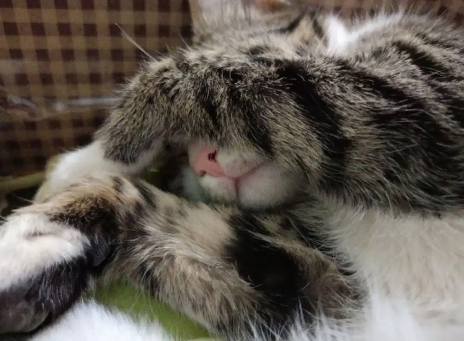 گربه ی گمشده|گربه|سلماس, |دیوار