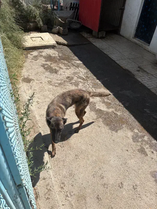 واگذاری سگ رایگان|سگ|تبریز, |دیوار