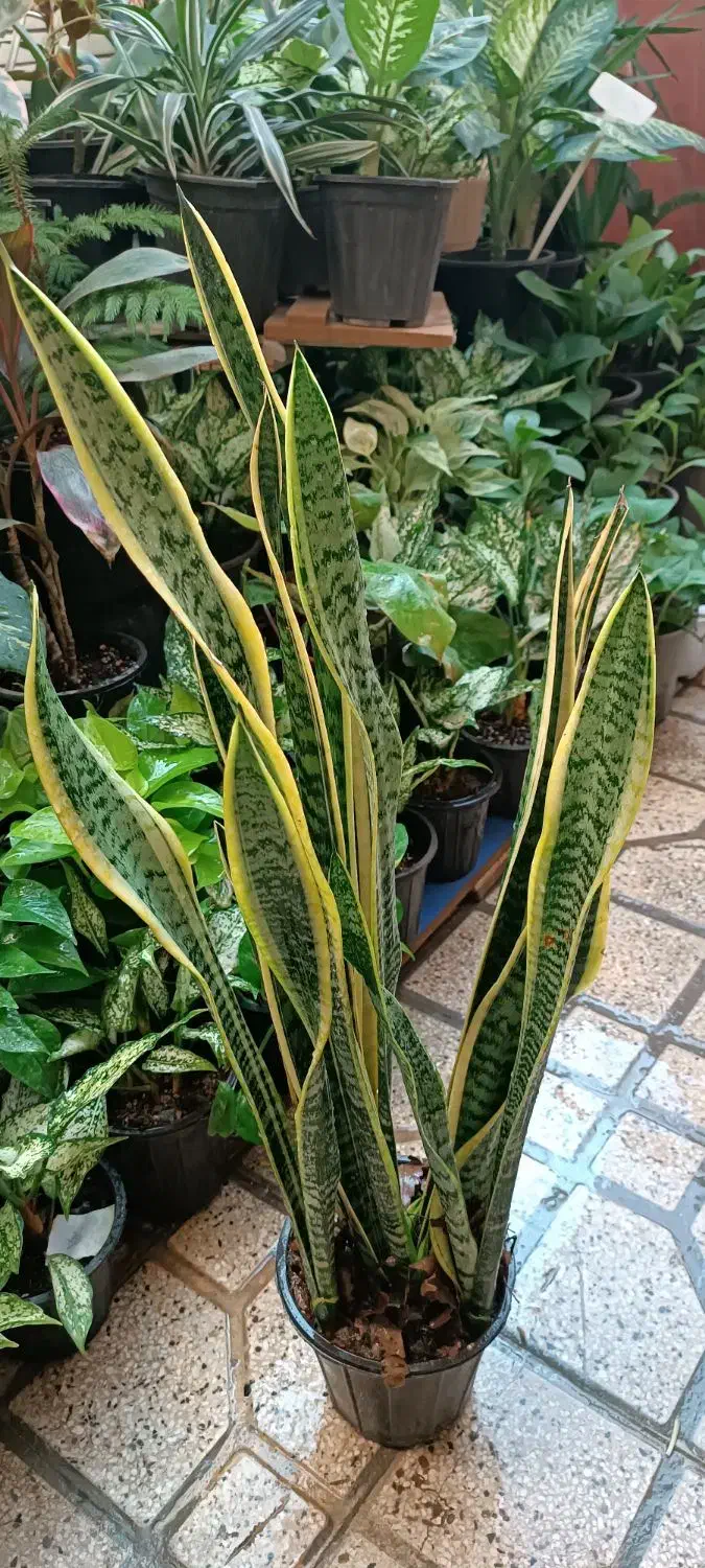 پتوس|گل و گیاه طبیعی|شیراز, پشم شیشه|دیوار