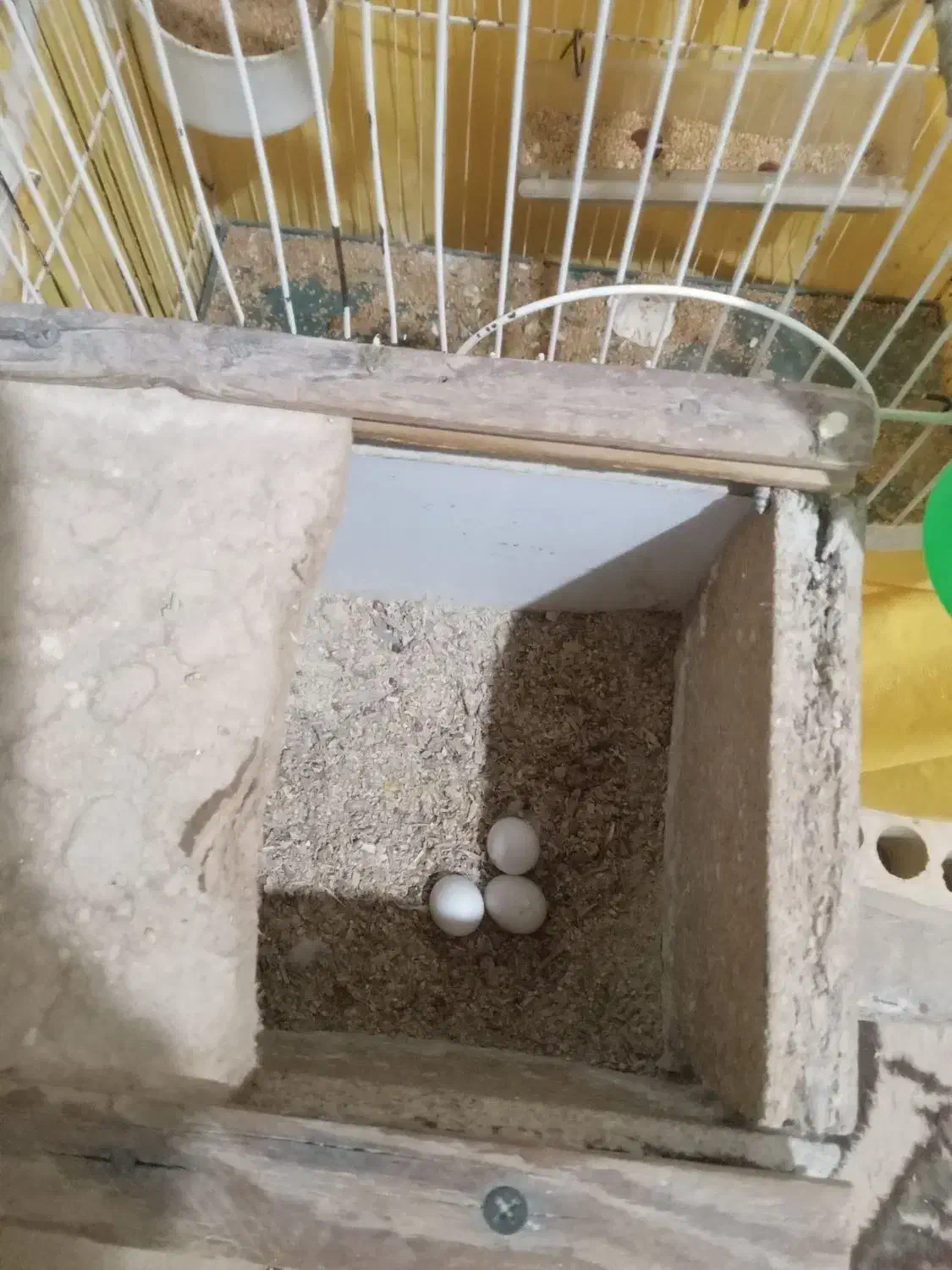 ۲عددعروس هلندی با تخم و ۱ عدد عروس هلندی دستی اهلی|پرنده|خرمشهر, |دیوار