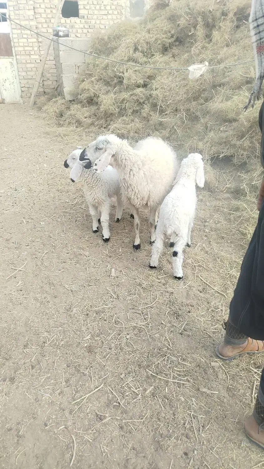 گوسفند|حیوانات مزرعه|زهک, |دیوار