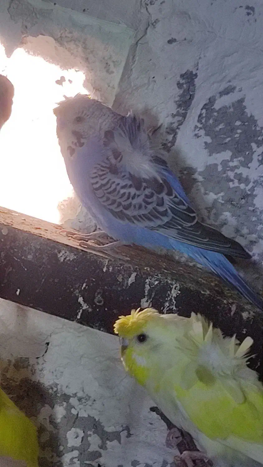 معاوضه مرغ عشق پروانه ایی با سره نر|پرنده|شهریار, شهرک امیریه|دیوار