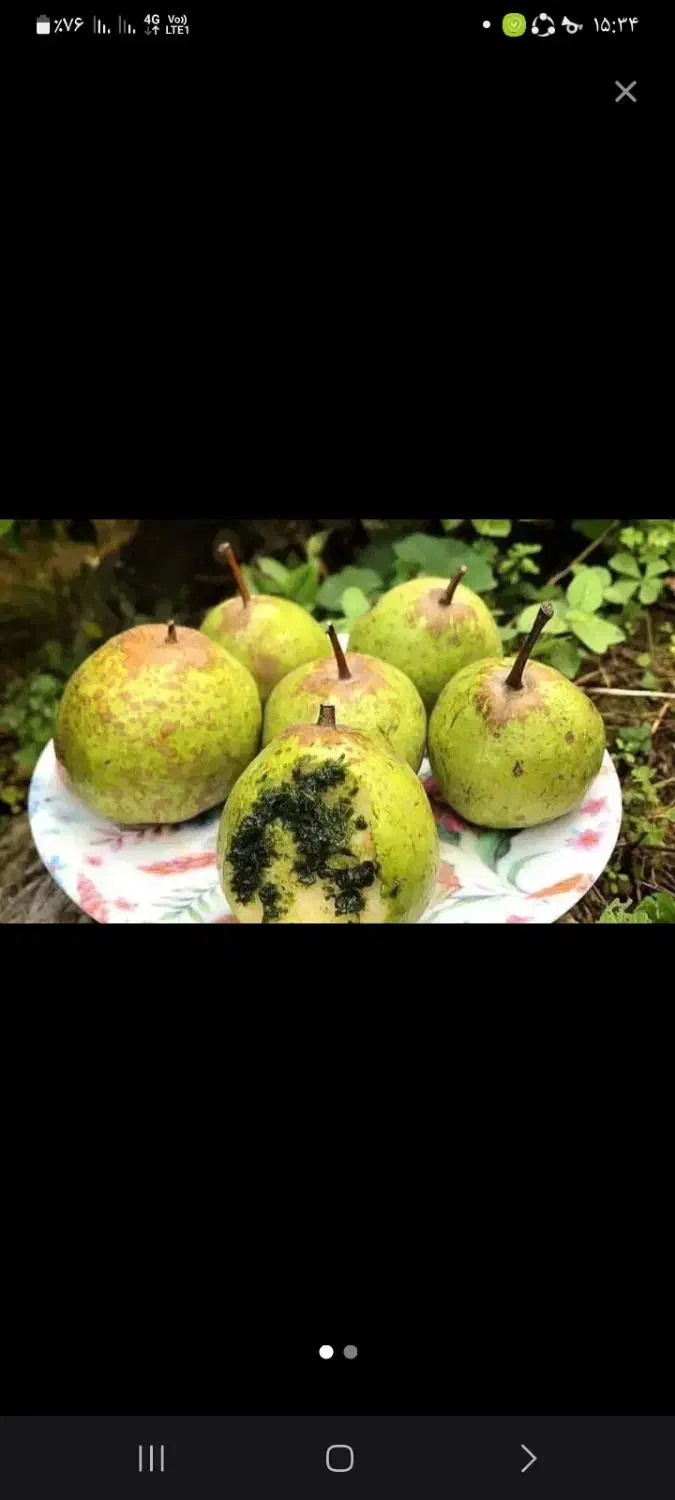 خرید عمده خوج و گلابی به قیمت خوب|خدمات باغبانی و درختکاری|ضیابر, |دیوار